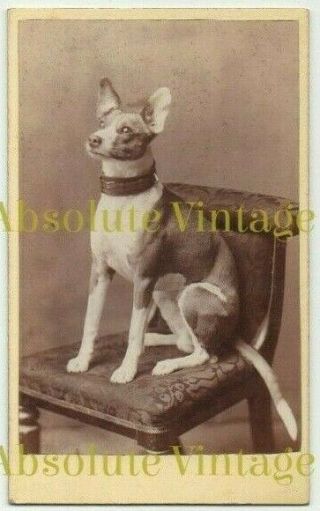 Old Cdv Photo Pet Long Legged Terrier Dog Deane Studio Cheltenham Antique 1880s