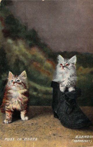 Cats,  Puss In Boots,  One Cat In A Shoe,  Old Postcard