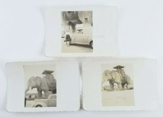 3 Vintage Photographs Lucy The Elephant Margate City Jersey Snapshot