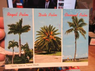 Vintage Old Postcard Florida Fort Myers Stately Royal Palm Date Coconut Fruit