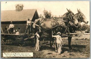 Mules Exaggerated Antique 1910 Real Photo Postcard Rppc Farm Scene