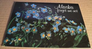 Postcard Alaska Forget - Me - Not The Alaskan State Flower Alaska Joe Unposted