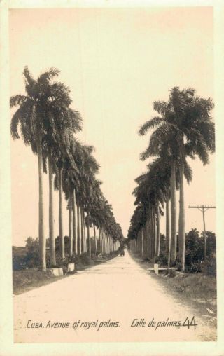 Cuba Avenue Of Royal Palms Calle De Palmas 02.  18