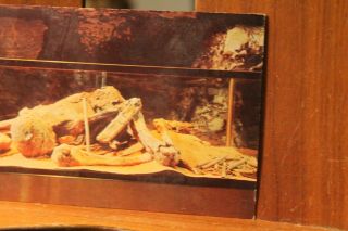 Vintage Postcard 1960 ' s Mammoth Cave National Park Mammoth Mummy 3