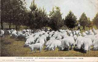 1911 Humphrey Nebraska Ne Lawn Mowers Condon Park Sheep Postcard Occupational