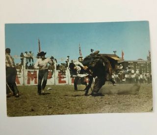 Vintage Horse Riding Saskatoon,  Saskatchewan Post Card