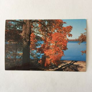 Autumn Maple At The Lakeshore By Thomas Peters Lake Unposted Postcard