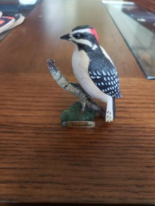 Danbury November Downy Woodpecker