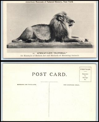 York Postcard - American Museum Of Natural History,  African Lion O4
