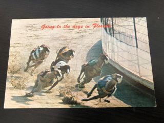 Standard View Postcard - - Florida - - Going To The Dogs - Greyhound Racing Down Stretch