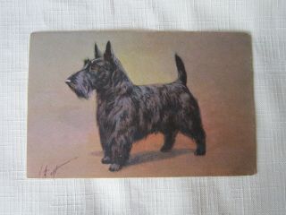 Dogs Chien Vintage Signed Postcard Black Terrier Dog Puppy