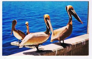 Louisiana Postcard Pelican Louisiana State Bird