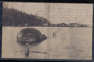 Antique Vintage Rppc Postcard A Whale On Its Back 1908