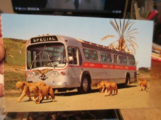 Vintage Old Postcard California Grayline Sightseeing Tour Bus Lion Cub Safari