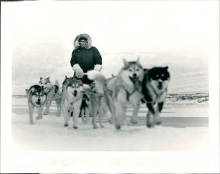 1984 Press Photo Animal Sled Dog Races Alaska Snow Mountains 8x10