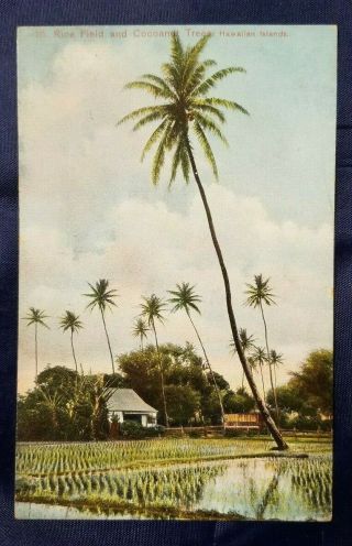 Pre - 1907 Vintage Private Mailing Postcard Hawaii Rice Fields And Cocoanut Trees