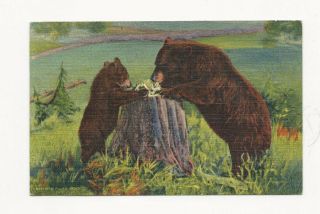 Vintage 1948 Linen Postcard Of A Brown Bear And Her Cub