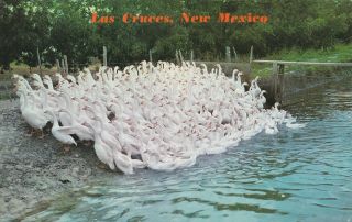 Mexico Postcard - " Geese On Stahmann Farms " /las Cruces/ (pm 1963)