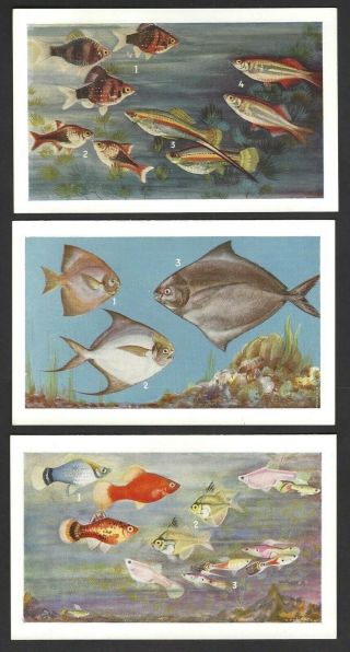 India Taraporewala Aquarium Bombay Set Of 15 Colour Postcards With Envelope
