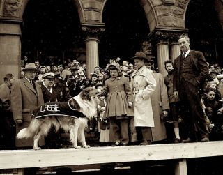 1950s Photo Negative Lassie Dog Famous Tv Movie Star Visits Scranton Pa