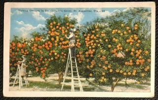 Picking Oranges In Dr Garnett 