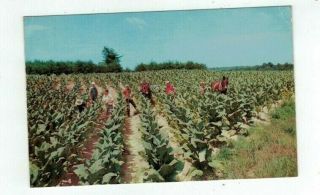 Vintage Chrome Post Card " Harvesting Tobacco "
