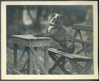 Lovely Early 1900s Photo Album Boston Terrier Black Cat