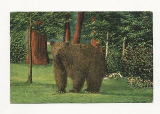 Vintage 1951 Linen Postcard Of Old Scarface Bear Sequoia & Kings Canyon Park