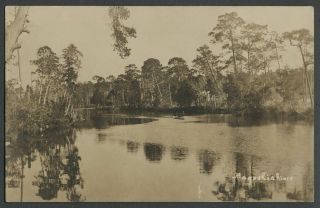 Fairhope Al: C.  1910s - 20s Rppc Real Photo Postcard Magnolia River