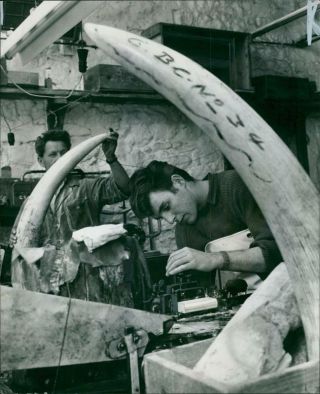 An Elephant Task Frames A Worker.  - Vintage Photo