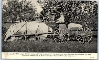 Farmington,  Iowa Postcard " Sweepstakes 28006 " Giant Pig Hog Pulling Wagon C1910s