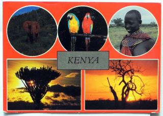 Kenya 1981 Postcard B871