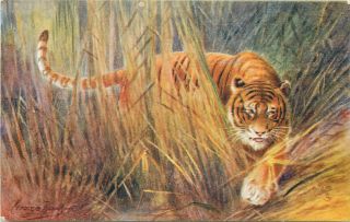 Tiger Tigress Early Artist Signed Raphael Tuck Wild Animals Series Postcard