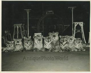 Alfred Court Circus Animals Lions Tigers Antique Photo