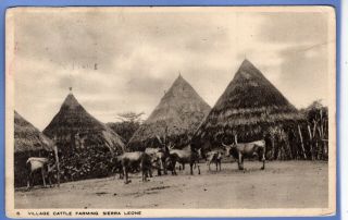Old Vintage 1924 Tuck Postcard Village Cattle Farming Sierra Leone Africa