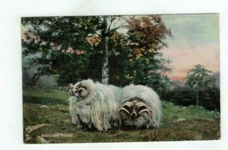 Antique 1907 Tuck Post Card " Highland Rams " Scottish Farm Series Ii