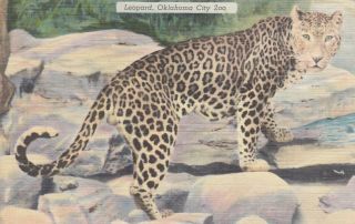 Oklahoma City,  Oklahoma,  30 - 40s; Leopard At Oklahoma City Zoo