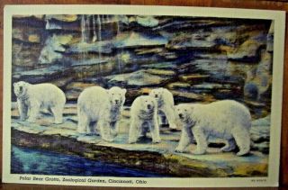 Polar Bear Grotto,  Zoological Garden,  Cincinnati,  Ohio - Vintage Linen Postcard