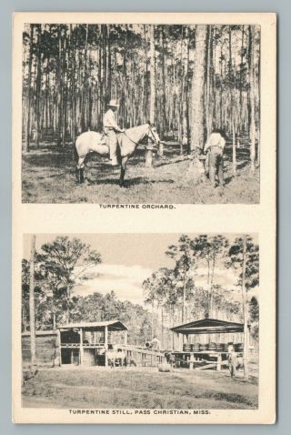 Turpentine Orchard & Stills Pass Christian Mississippi—rare Antique Hanson 1910s