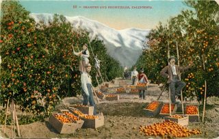 Db Postcard Ca G354 Oranges And Snowfields California Men Picking Fruit Orchards