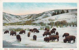 Buffalo Herd Near Mammoth Hot Springs Yellowstone Np Montana Postcard 1920 