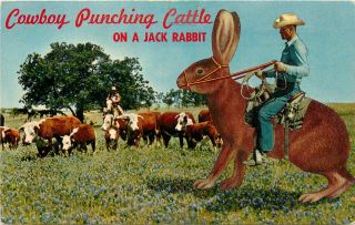 Rabbit Riding Cowboy Punching Cattle On A Jack Rabbit Postcard