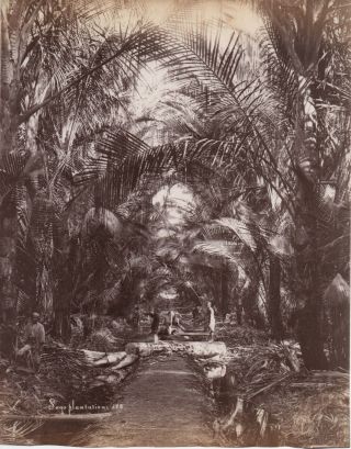 Large 1890s Albumen Photo Of Sago Plantation Singapore