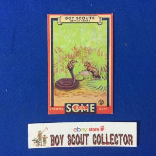 Boy Scout Some Boy Chewing Gum Card 16 The Hooked Cobra