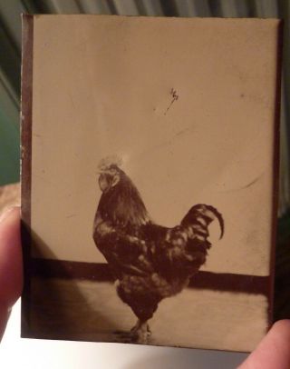 Rare Tintype Early Photograph Rooster Chicken Bird
