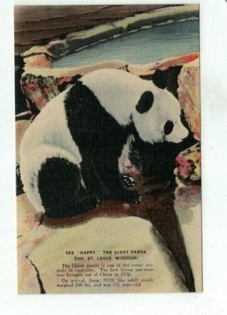 Antique Animal Bear Linen Post Card " Happy " The Panda St Louis Zoo