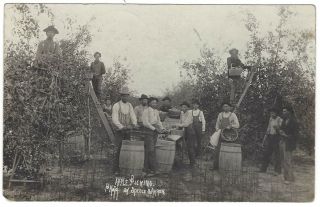 Apple Picking Speece & Aaron Springdale Arkansas 1910 Real Photo Postcard Rppc