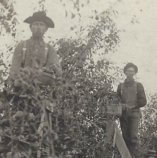 Apple Picking Speece & Aaron SPRINGDALE Arkansas 1910 REAL PHOTO POSTCARD RPPC 2