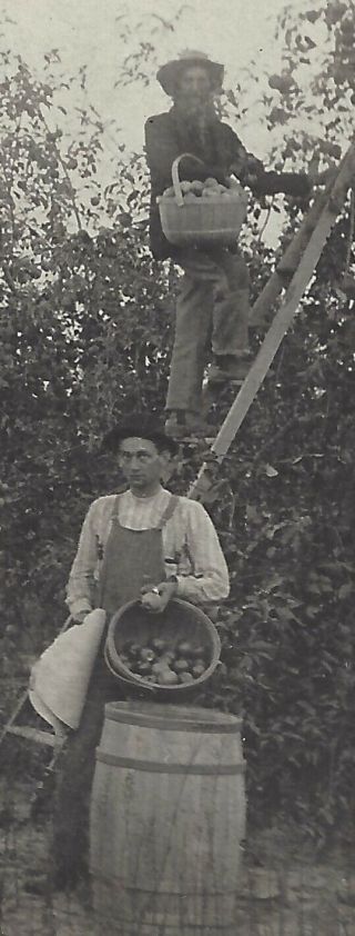 Apple Picking Speece & Aaron SPRINGDALE Arkansas 1910 REAL PHOTO POSTCARD RPPC 4