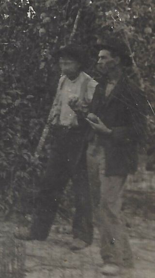 Apple Picking Speece & Aaron SPRINGDALE Arkansas 1910 REAL PHOTO POSTCARD RPPC 5